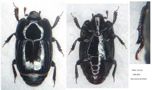 Réf. 252 381 : Platysoma compressum